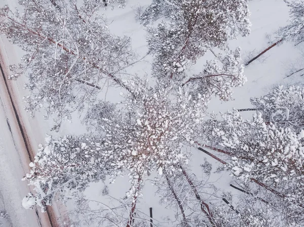 Première Neige Dans Forêt Épinettes Conduite Forêt Après Les Chutes — Photo