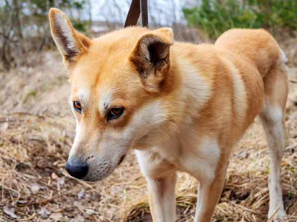 Schöner Ingwerhund Porträt Eines Roten Rüden Der Einem Wald Spaziert — Stockfoto