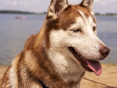 Suya yakın ıslak köpek portresi. Güzel bir Husky gölde yüzüyor. Yaz tatili ve tatil konsepti. kopyalama alanı. Kapat.