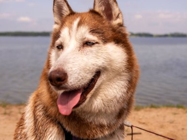 Suya yakın ıslak köpek portresi. Güzel bir Husky gölde yüzüyor. Yaz tatili ve tatil konsepti. kopyalama alanı. Kapat.