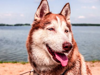 Suya yakın ıslak köpek portresi. Güzel bir Husky gölde yüzüyor. Yaz tatili ve tatil konsepti. kopyalama alanı. Kapat.