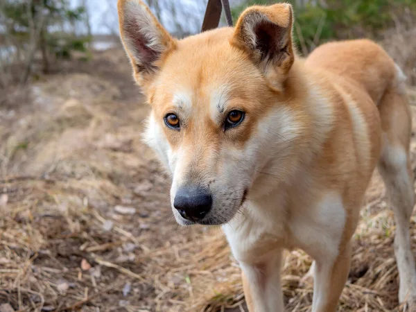 Schöner Ingwerhund Porträt Eines Roten Rüden Der Einem Wald Spaziert — Stockfoto