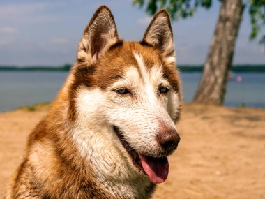 Suya yakın ıslak köpek portresi. Güzel bir Husky gölde yüzüyor. Yaz tatili ve tatil konsepti. kopyalama alanı. Kapat.