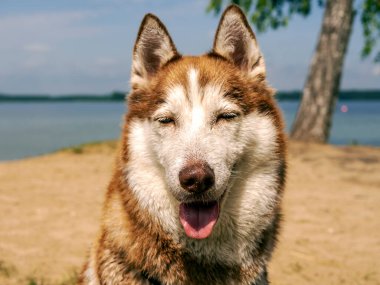 Suya yakın ıslak köpek portresi. Güzel bir Husky gölde yüzüyor. Yaz tatili ve tatil konsepti. kopyalama alanı. Kapat.
