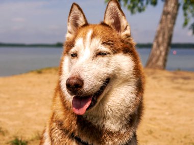 Suya yakın ıslak köpek portresi. Güzel bir Husky gölde yüzüyor. Yaz tatili ve tatil konsepti. kopyalama alanı. Kapat.