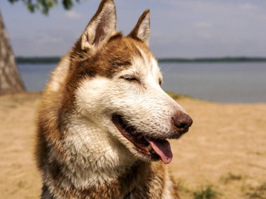 Islak köpek ve su püskürtücü. Güzel bir Husky gölde yüzüyor. Köpek SUP tahtasının üzerinde duruyor. Yaz tatili ve tatil konsepti. Boşluğu kopyala.