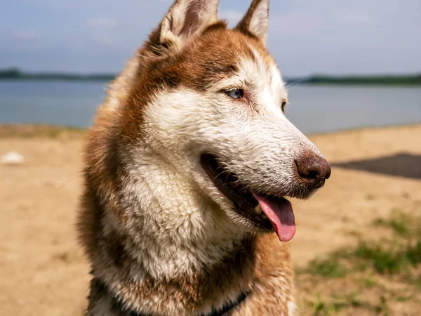 Islak köpek ve su püskürtücü. Güzel bir Husky gölde yüzüyor. Köpek SUP tahtasının üzerinde duruyor. Yaz tatili ve tatil konsepti. Boşluğu kopyala.