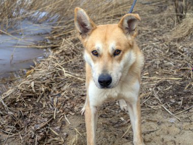 Güzel kızıl köpek, ormanda yürüyen kızıl bir erkeğin yakın plan portresi. Kış zamanı. - Evet. Boşluğu kopyala