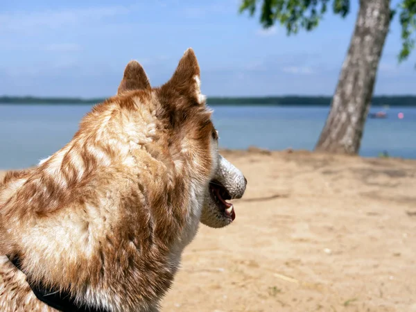 Retrato Cão Husky Molhado Perto Água Belo Husky Está Nadando — Fotografia de Stock
