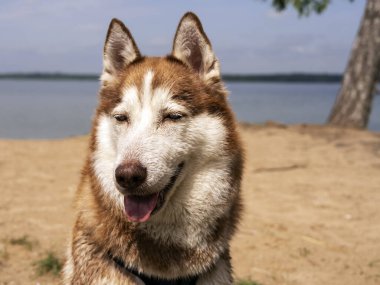Suya yakın ıslak köpek portresi. Güzel bir Husky gölde yüzüyor. Yaz tatili ve tatil konsepti. kopyalama alanı. Kapat.