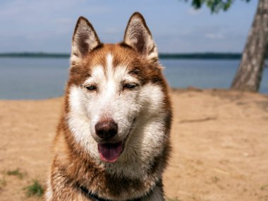 Suya yakın ıslak köpek portresi. Güzel bir Husky gölde yüzüyor. Yaz tatili ve tatil konsepti. kopyalama alanı. Kapat.
