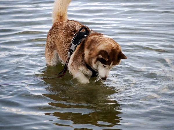 Cão na praia — Fotografia de Stock