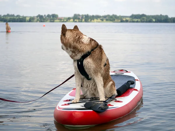 Nasser Husky Hund Und Wasserspritze Ein Schöner Husky Schwimmt See — Stockfoto
