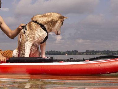 Islak köpek ve su püskürtücü. Güzel bir Husky gölde yüzüyor. Köpek SUP tahtasının üzerinde duruyor. Yaz tatili ve tatil konsepti. Boşluğu kopyala.