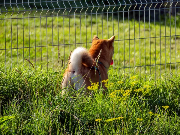 Shiba Inu Speelt Hondenspeelplaats Het Park Leuke Hond Van Shiba — Stockfoto