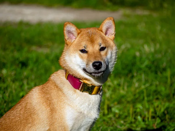 Shiba Inu Plays Dog Playground Park Cute Dog Shiba Inu — Stock Photo, Image