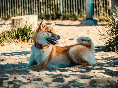 Shiba Inu parktaki köpek parkında oynuyor. Shiba inu cinsinin şirin köpeği yazın doğada yürüyor. Dışarıda yürümek.. 