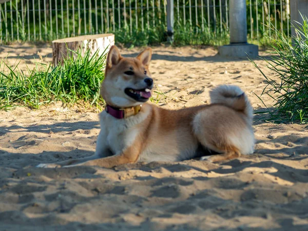 Shiba Inu plays on the dog playground in the park. Cute dog of shiba inu breed walking at nature in summer. walking outside.