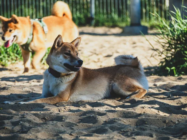 Shiba Inu Παίζει Στην Παιδική Χαρά Του Σκύλου Στο Πάρκο — Φωτογραφία Αρχείου