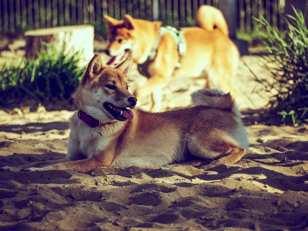 Shiba Inu plays on the dog playground in the park. Cute dog of shiba inu breed walking at nature in summer. walking outside.