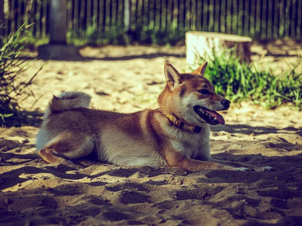 Shiba Inu Parktaki Köpek Parkında Oynuyor Shiba Inu Cinsinin Şirin — Stok fotoğraf