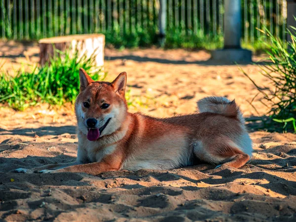 Shiba Inu Parktaki Köpek Parkında Oynuyor Shiba Inu Cinsinin Şirin — Stok fotoğraf