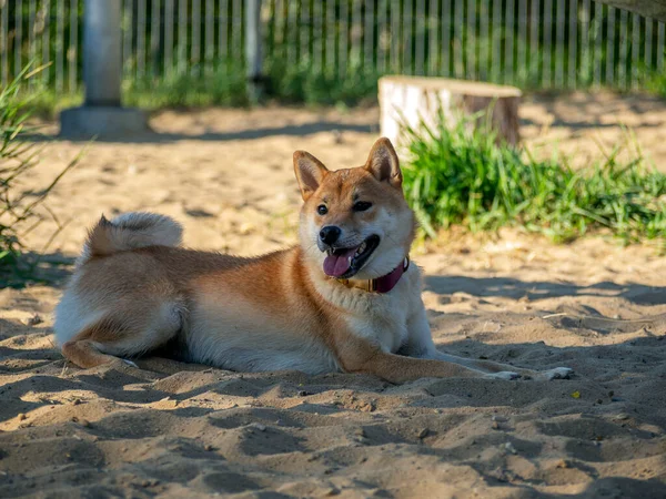 Shiba Inu plays on the dog playground in the park. Cute dog of shiba inu breed walking at nature in summer. walking outside.