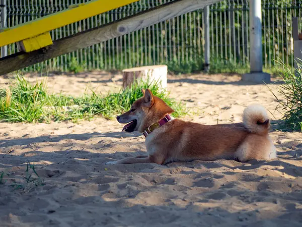 Shiba Inu plays on the dog playground in the park. Cute dog of shiba inu breed walking at nature in summer. walking outside.