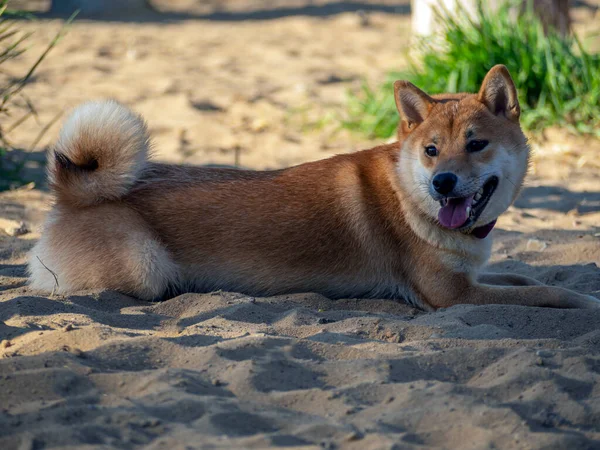 Shiba Inu plays on the dog playground in the park. Cute dog of shiba inu breed walking at nature in summer. walking outside.