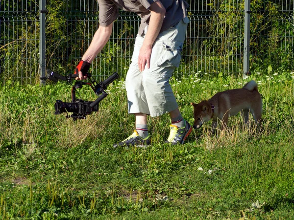 Shiba Inu Joga Parque Infantil Cão Parque Cão Bonito Raça — Fotografia de Stock