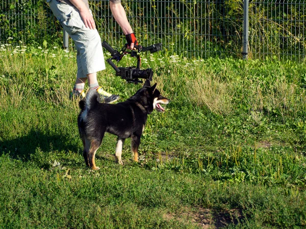 Shiba Inu Spielt Auf Dem Hundespielplatz Park Netter Hund Der — Stockfoto