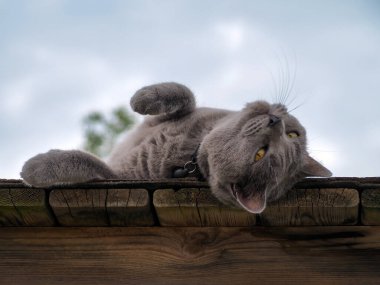Gri kedi dışarıda dinleniyor, oynuyor. Mavi kedi rahat, doğada yürüyor. Hayvan bakımı, insan dostu. Mavi kedi yalan söylüyor, yaz zamanı. Arka planda gökyüzü. Boşluğu kopyala