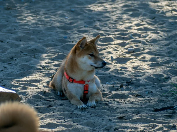 Shiba Inu Parktaki Köpek Parkında Oynuyor Shiba Inu Cinsinin Şirin — Stok fotoğraf