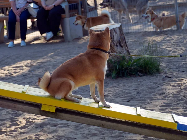 Shiba Inu Joga Parque Infantil Cão Parque Cão Bonito Raça — Fotografia de Stock