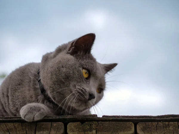 灰色の猫は外でリラックス 居心地の良い 自然の中を歩く青い猫 ペットケア 人間の友人 青い猫が横になり夏時間だ 空を背景に スペースのコピー — ストック写真