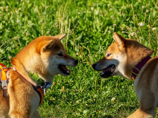 Сіба Іну Грає Собачому Майданчику Парку Милий Собака Шіба Іну — стокове фото