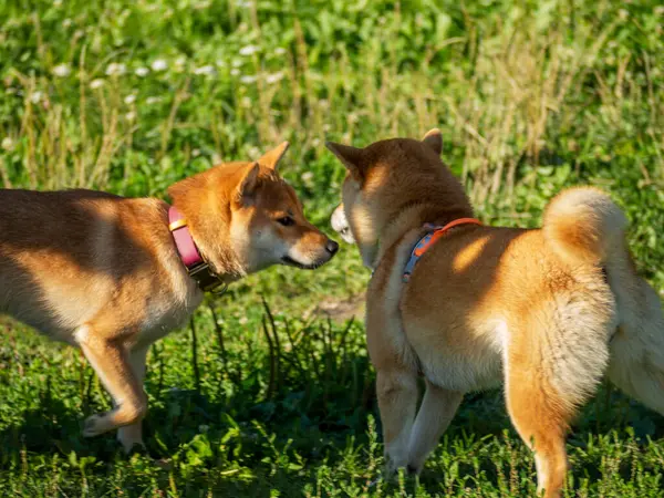 Сиба Ину Играет Собачьей Площадке Парке Милые Собаки Шиба Ину — стоковое фото