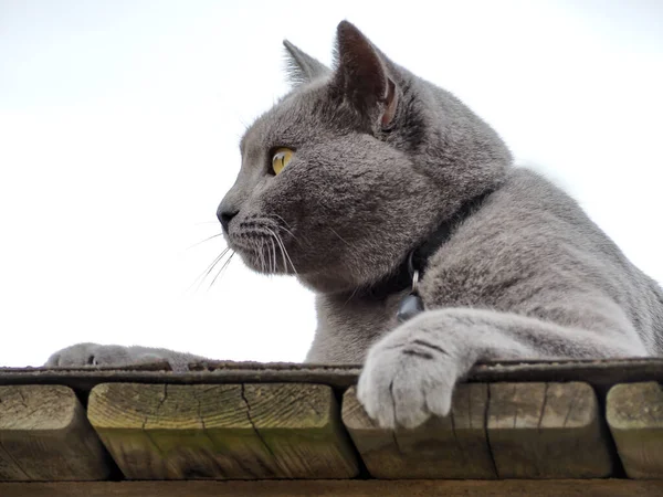 Сірий Кіт Розслабляється Надворі Синій Кіт Затишному Вигляді Гуляє Природі — стокове фото