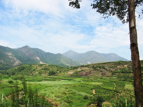 Te felt af Guilin City i det sydlige Kina - Stock-foto