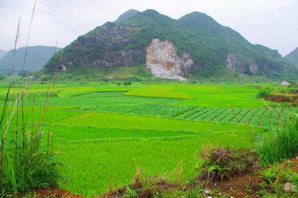 Tea field of south china Royalty Free Stock Photos