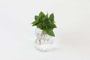 Alpine basil. Bunch of basil leaves in a glass isolated on white background.