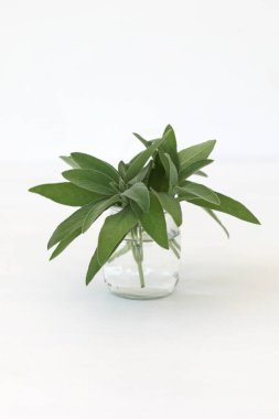 Salvia officinalis. Bunch of sage leaves in a glass isolated on white background. 