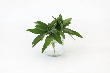 Salvia officinalis. Bunch of sage leaves in a glass isolated on white background. 