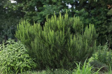 Rosemary bush, sage, thyme and mint in the garden.