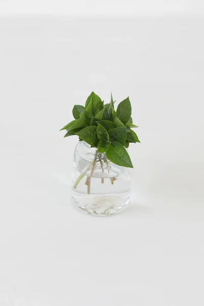 Basilic alpin. Bouquet de feuilles de basilic dans un verre isolé sur fond blanc. — Photo