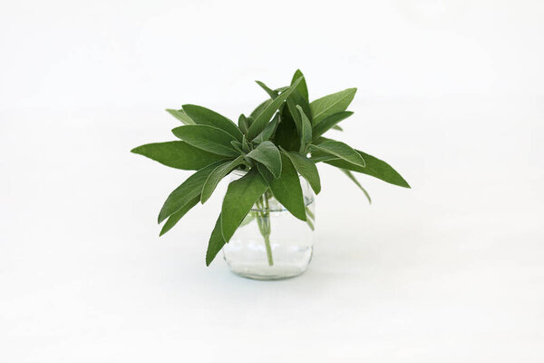 Salvia officinalis. Bunch of sage leaves in a glass isolated on white background. 