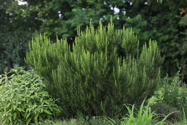 Rosemary bush, sage, thyme and mint in the garden.