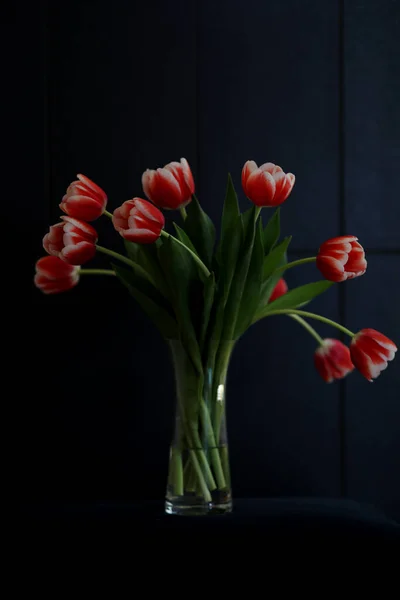 Bouquet de belles fleurs de tuips bicolores dans un vase isolé sur fond sombre. — Photo