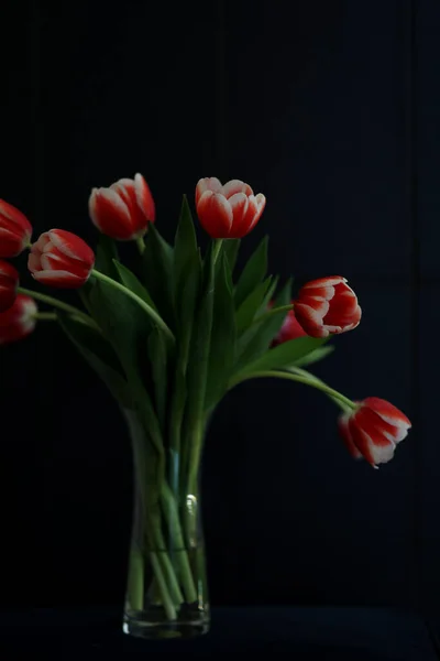 Bouquet de belles fleurs de tuips bicolores dans un vase isolé sur fond sombre. — Photo