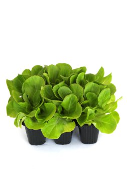 Salata, salanova tohumları beyaz arka planda izole edilmiş bir tencerede. Organik bahçeler, plastik hücrelerde bitkiler. Boşluğu kopyala